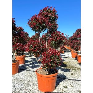 Červienka Fraserova (Photinia fraseri) ´RED ROBIN´ - výška 160-180 cm, kont. C90L (-24°C) PON PON EXEMPLÁR 